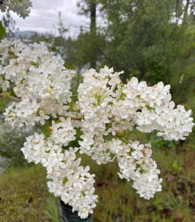 Bare Root Lilac Bushes - 5 White Fragrant Starts - Syringa vulgaris - Garden Planting Instructions Included