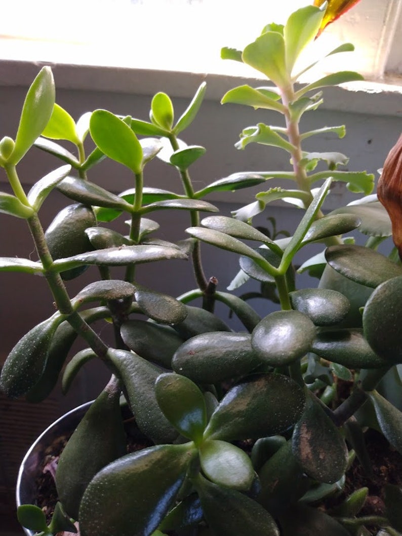 4 Unrooted Jade Plant Cuttings - Crassula ovata Succulent - Lucky Plant, Money Plant, Friendship Plant for Propagation