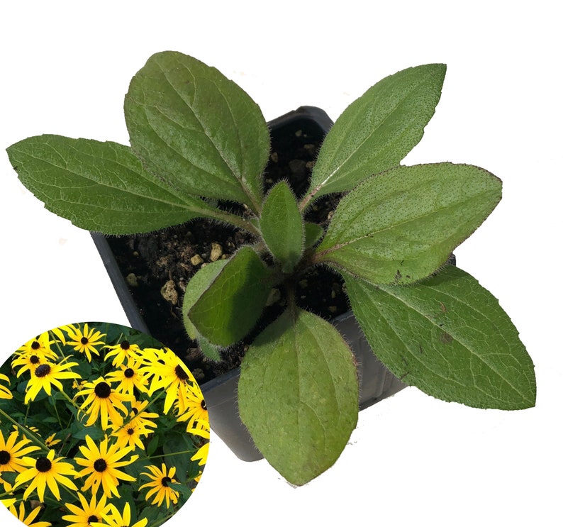Organic Black-eyed Susan Plant 2.5-inch Pot Rudbeckia hirta Native Pollinator Flower Deer Resistant Hardy Perennial
