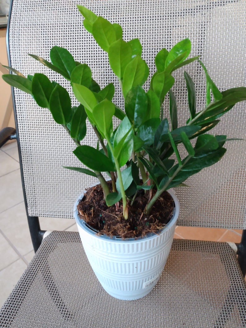 Raven ZZ Plant - Small Rooted Zamioculcas zamiifolia - Low Maintenance Indoor Plant with Free Cutting - Perfect for Beginners