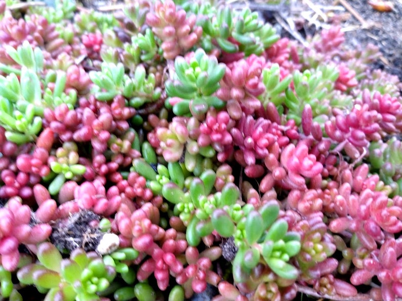 Pork and Beans Succulent Starter Plants - 5 Live Sedum Rubrotinctum for Groundcover - Perennial Stonecrop