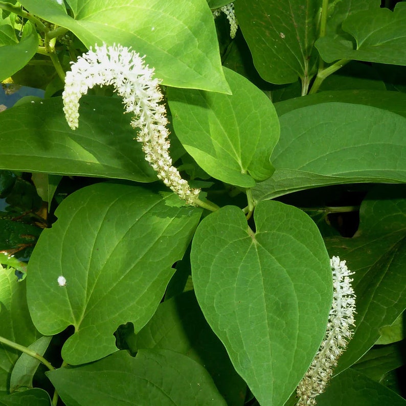 Lizard's Tail Live Plant 4" Pot - Saururus cernuus - Aquatic Perennial for Zones 3-9 - Native North American Plant