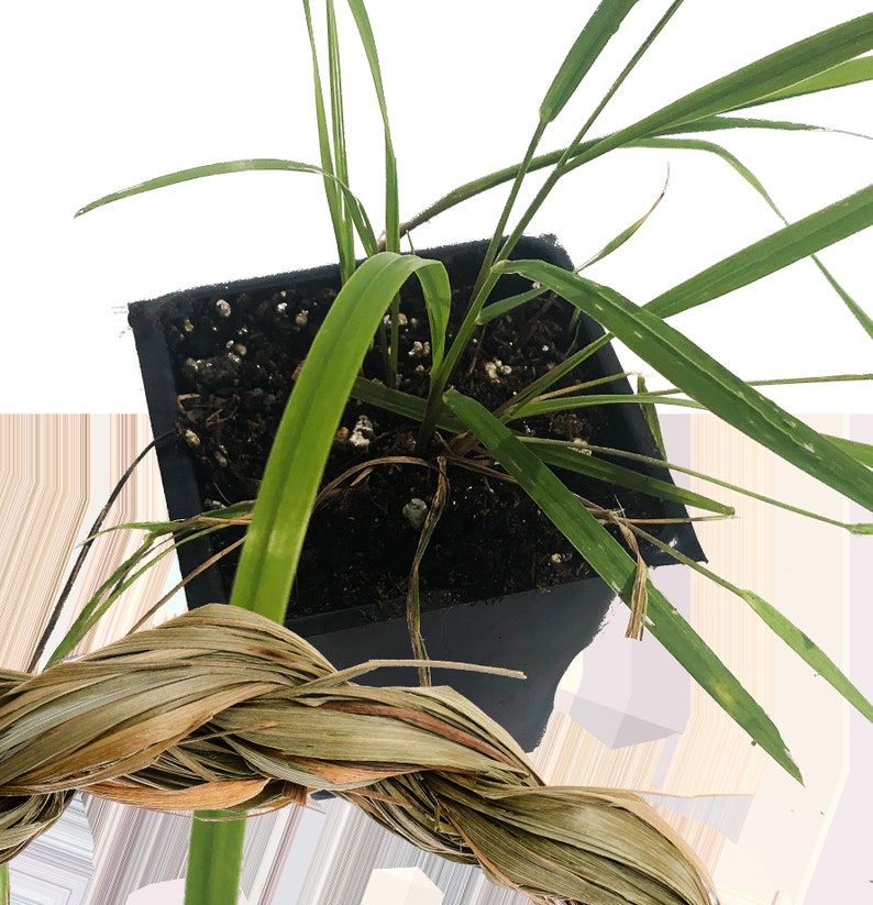 Organic Sweetgrass Plant 2.5-Inch Pot Hierochloe odorata Live Herbal Plant for Gardens and Herbal Projects