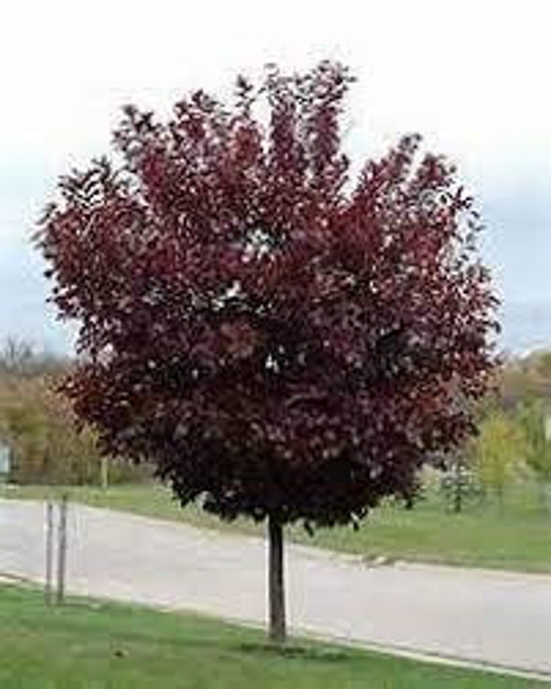 Choke Cherry Plant 2.5” Pot Canadian Red Prunus virginiana - Hardy Shrub for USDA Zones 2-7, Bare Root Shipping Available