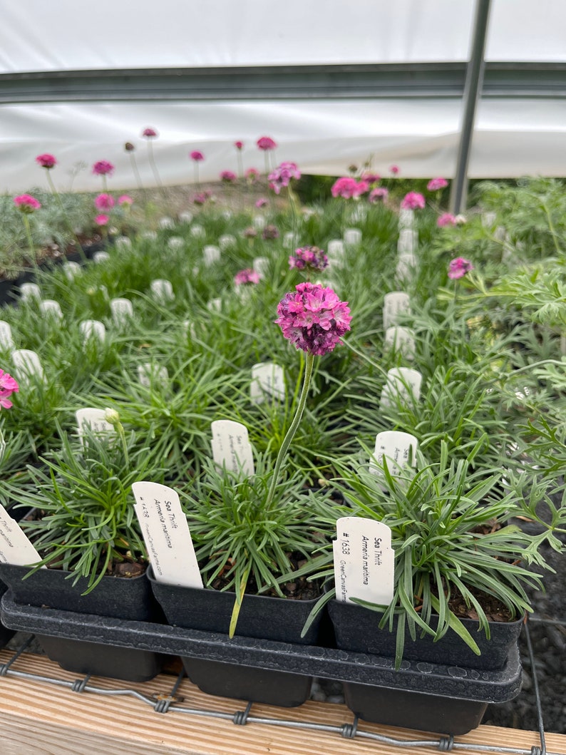 Sea Thrift Live Plant 3.5" Pot - Splendens - Armeria maritima - Full Sun Perennial - Coastal Garden Favorite - Zones 4-8