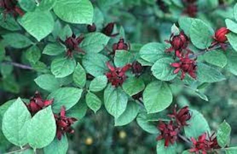 Carolina Allspice Plant in Quart Pot, Aromatic Deciduous Shrub, Calycanthus 'Sweetshrub', USDA Zones 4-9, Burgundy Flowers