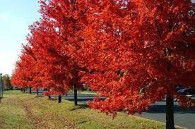 Autumn Blaze Maple Quart Pot - Vibrant Orange-Red Foliage - Acer × freemanii - Hardy Zones 4-8 - Fast Growing Ornamental Tree