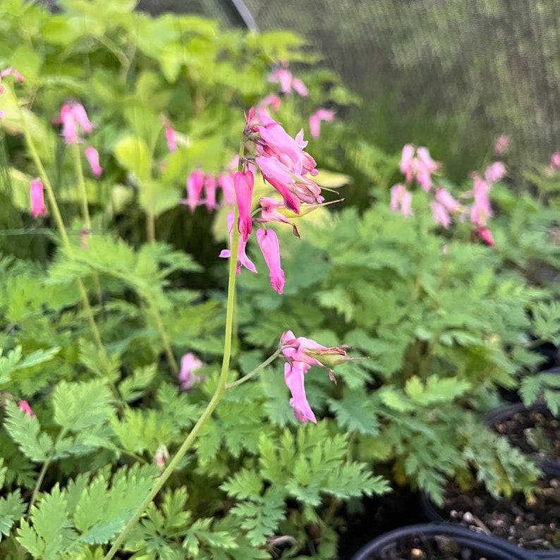 Fringed Bleeding Heart Live Plant 3.5" Pot - Dicentra eximia - Shade Perennial - Native to Eastern North America
