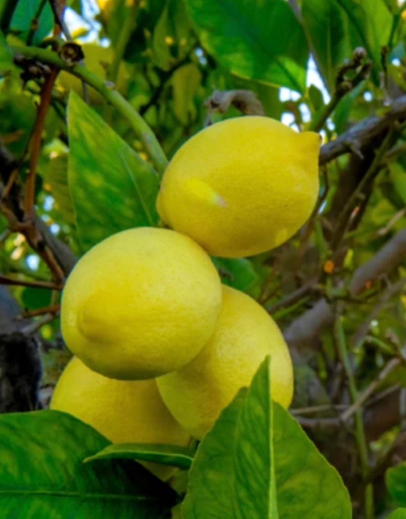 Harvey Lemon Tree 1/2 Gallon Pot Grafted Citrus Citrus x limonia Cold-Hardy for Florida Container Gardening