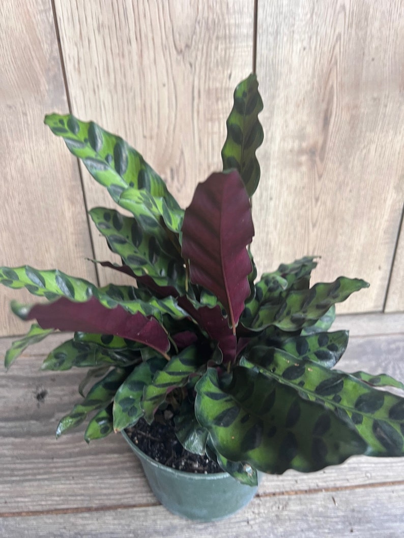 Rattlesnake Plant 4" Pot - Calathea lancifolia - Ornamental Indoor Houseplant with Decorative Leaves