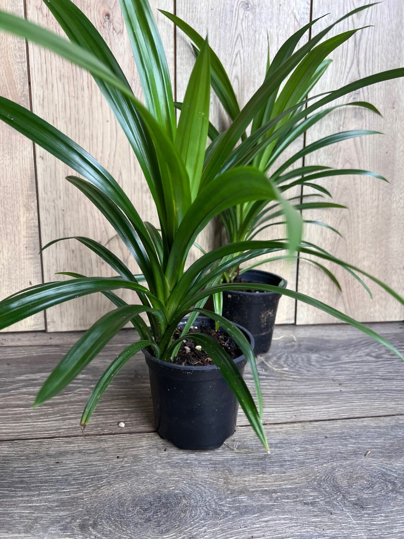 Pandan Plant in 4" Pot | Aromatic Culinary Herb | Pandanus amaryllifolius | Fresh Leaves for Cooking