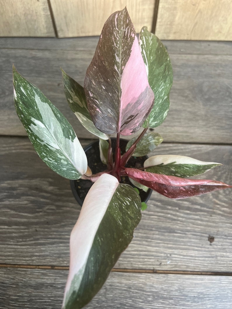 Philodendron Pink Princess Marble 4" Pot - High Variegation, Philodendron erubescens - Indoor Plant for Home Decor