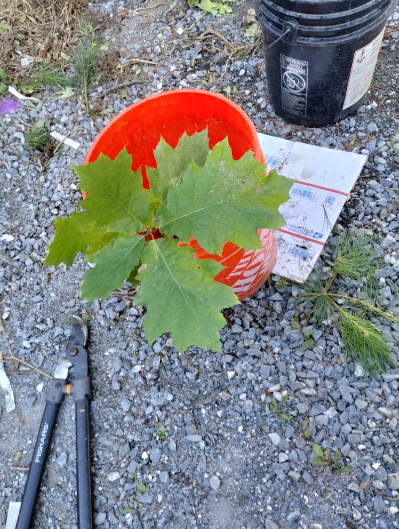 25 Bare Root Red Oak Saplings - Quercus rubra - Freshly Dug Seedlings for Reforestation and Landscapes
