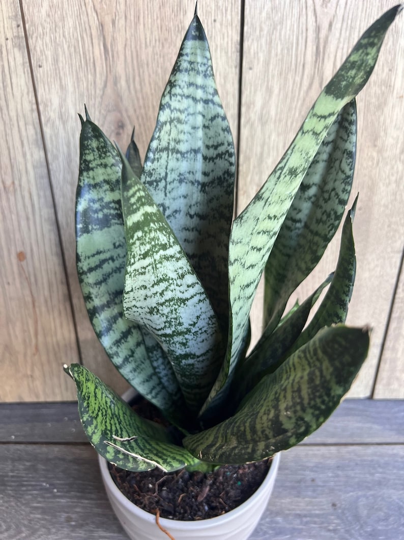 Sansevieria Futura Robusta Plant in 6” Pot - Easy Care Snake Plant, Air Purifying, Sansevieria trifasciata