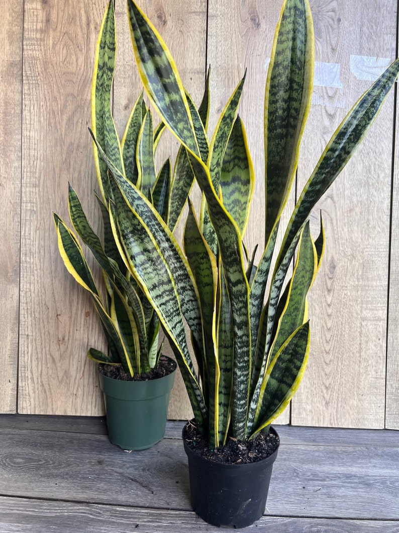 Sansevieria Trifasciata Laurentii Snake Plant in 4" Pot - Hardy Indoor Air Purifier, Easy Care Houseplant for Home Decor