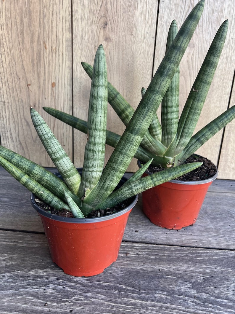 Sansevieria Starfish Plant 4" Pot Boncel - Easy Care Indoor Succulent, Air Purifying Houseplant, Sansevieria trifasciata