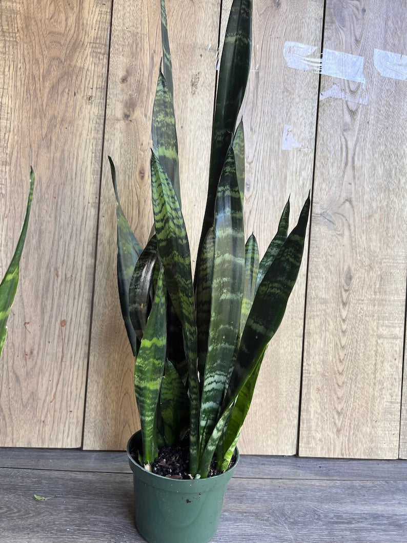 Sansevieria Black Coral Plant 6" Pot | Snake Plant | Air Purifying Houseplant | Sansevieria trifasciata