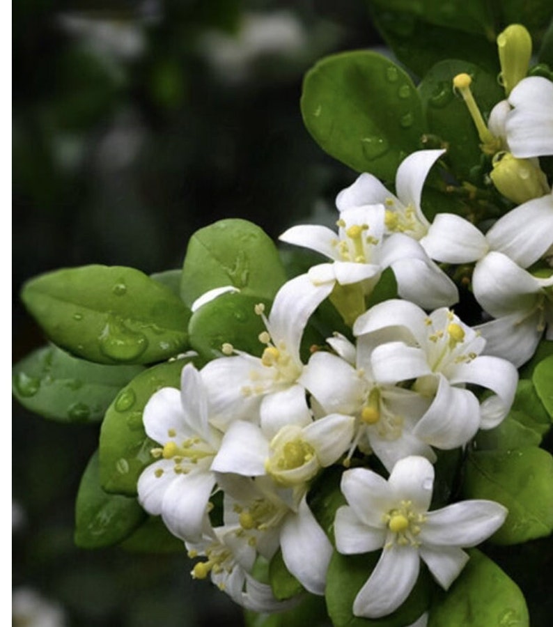 Orange Jasmine Plant 4" Pot, Fragrant Evergreen Shrub, Murraya paniculata, Indoor/Outdoor Garden Use