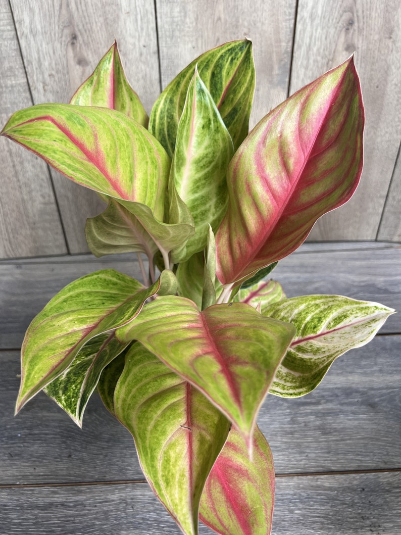 Aglaonema Golden Fluorite 6" Pot | Chartreuse Leaves, Air Purifying | Aglaonema sp. | Indoor Houseplant