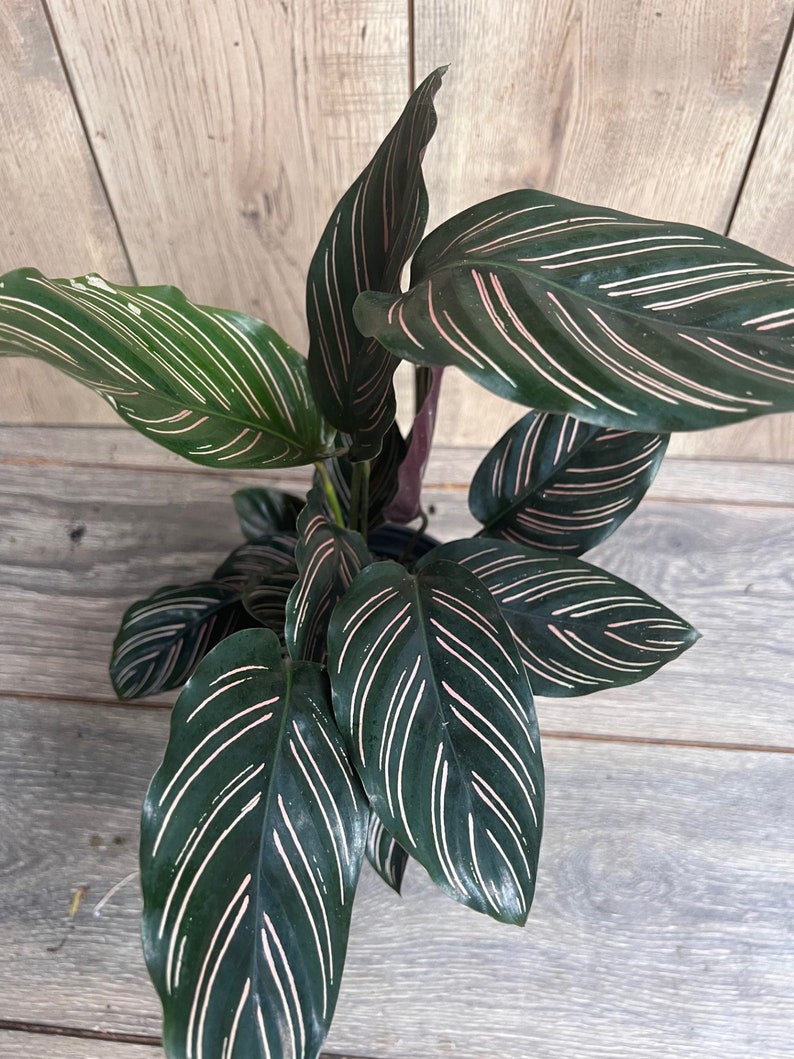 Calathea Ornata Prayer Plant 6" Pot, Green with Pink Stripes, Humidity-Loving Indoor Houseplant, Calathea ornata