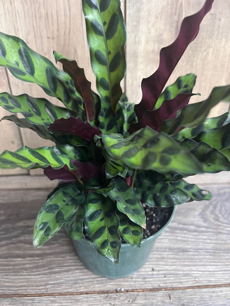 Rattlesnake Plant 6" Pot Calathea lancifolia Indoor Houseplant Non-Toxic to Pets with Patterned Leaves