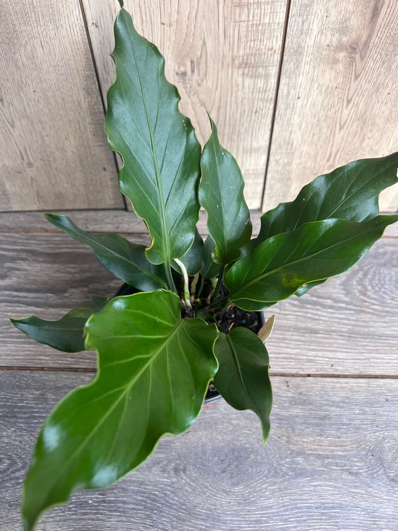 Anthurium Plowmanii 6" Pot | Colorful Tropical Houseplant with Unique Flowers | Easy Care Indoor Plant