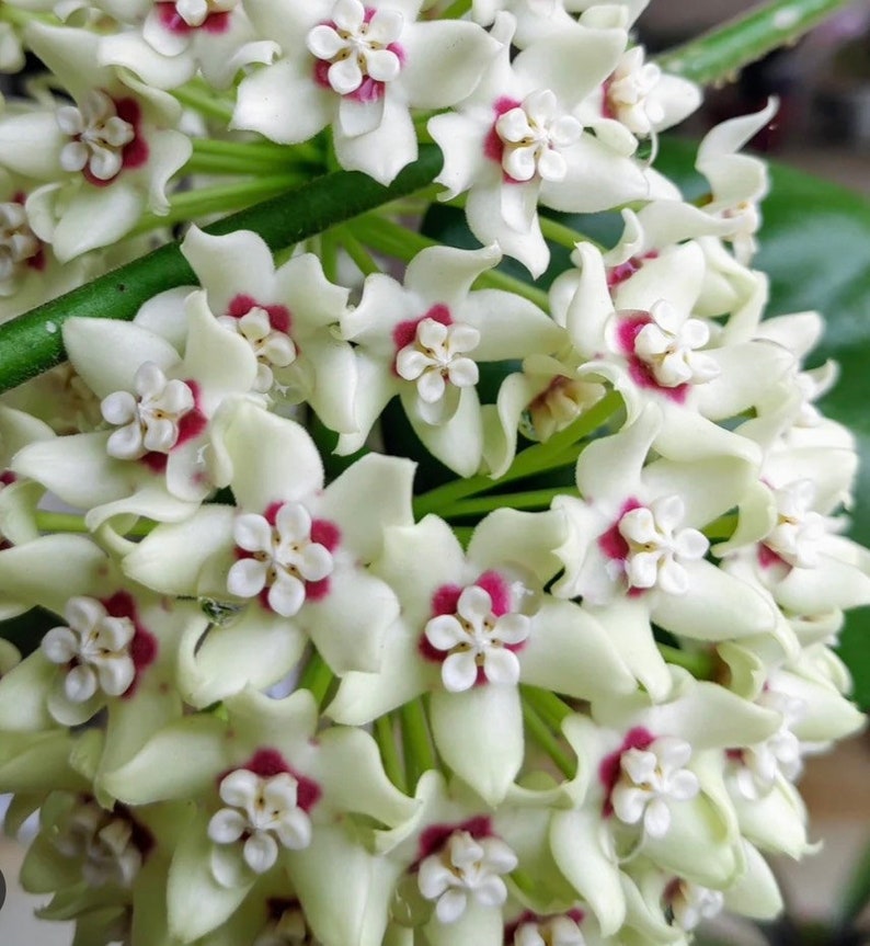 Hoya Plant 6" Pot Hoya Australis Lisa Hardy Climbing Vine Fragrant White Flowers Epiphytic Houseplant