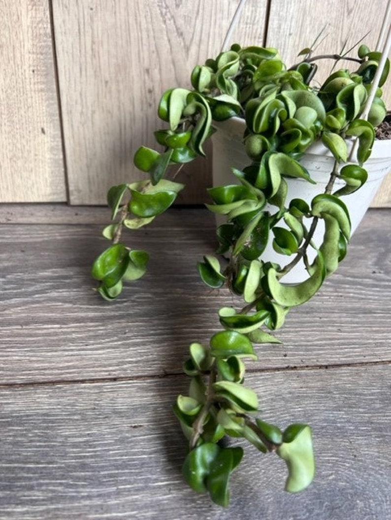 Hoya Hindu Rope Plant 6" Pot - Hoya carnosa compacta - Unique Curly Leaves - Indoor Hanging Plant - Easy Care Succulent
