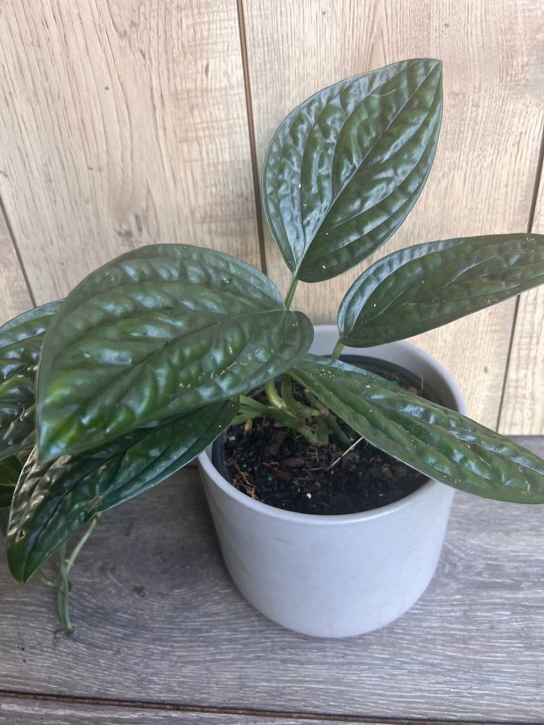 Monstera Peru House Plant 6" Pot Rare Monstera Karstenianum Lush Green Leaves Aroid Collector's Delight