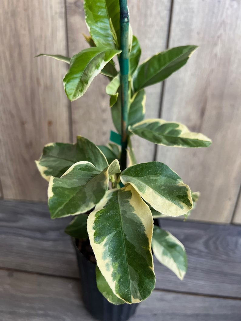 Variegated Pink Lemon Tree 1/2 Gallon Pot, Unique Pink-Fleshed Citrus limon 'Eureka Variegated', Ideal for Garden or Patio