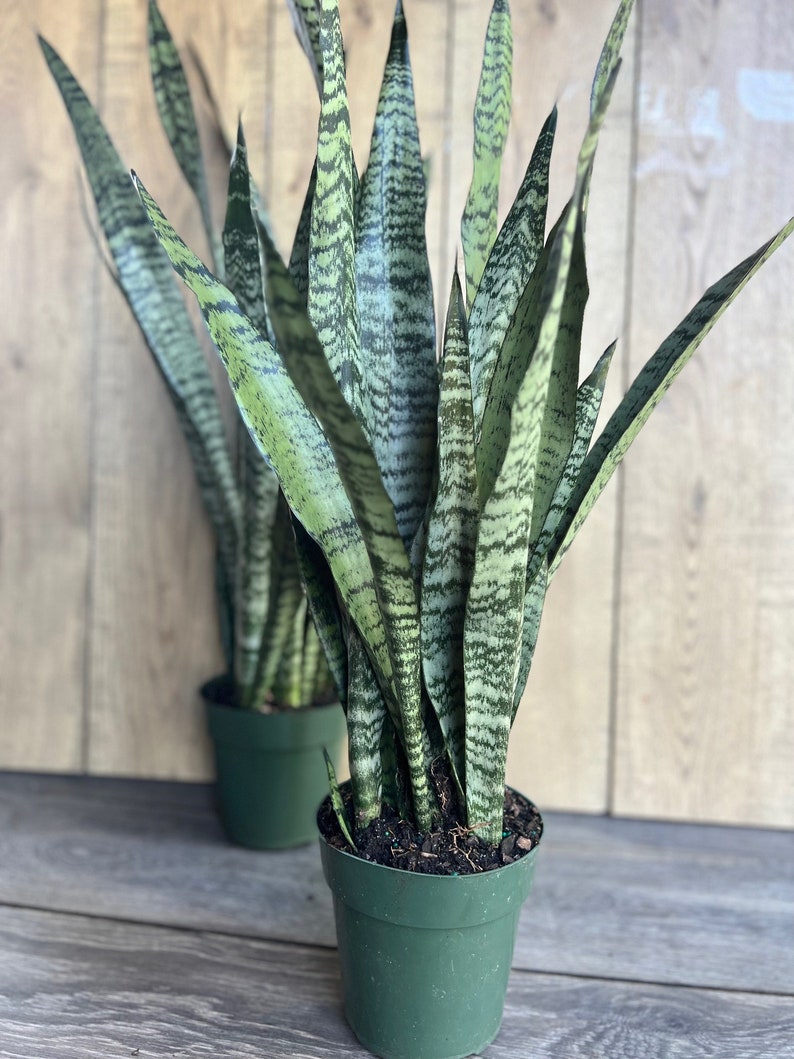 Sansevieria Zeylanica Snake Plant in 4" Pot | Low Light Tolerant Indoor Air Purifier | Hardy Houseplant