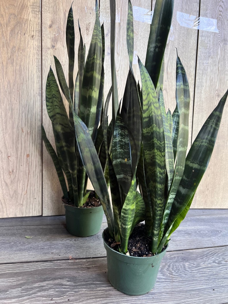 Sansevieria Black Coral Plant - 4" Pot - Air Purifying Snake Plant - Sansevieria trifasciata - Low Maintenance Indoor Decor