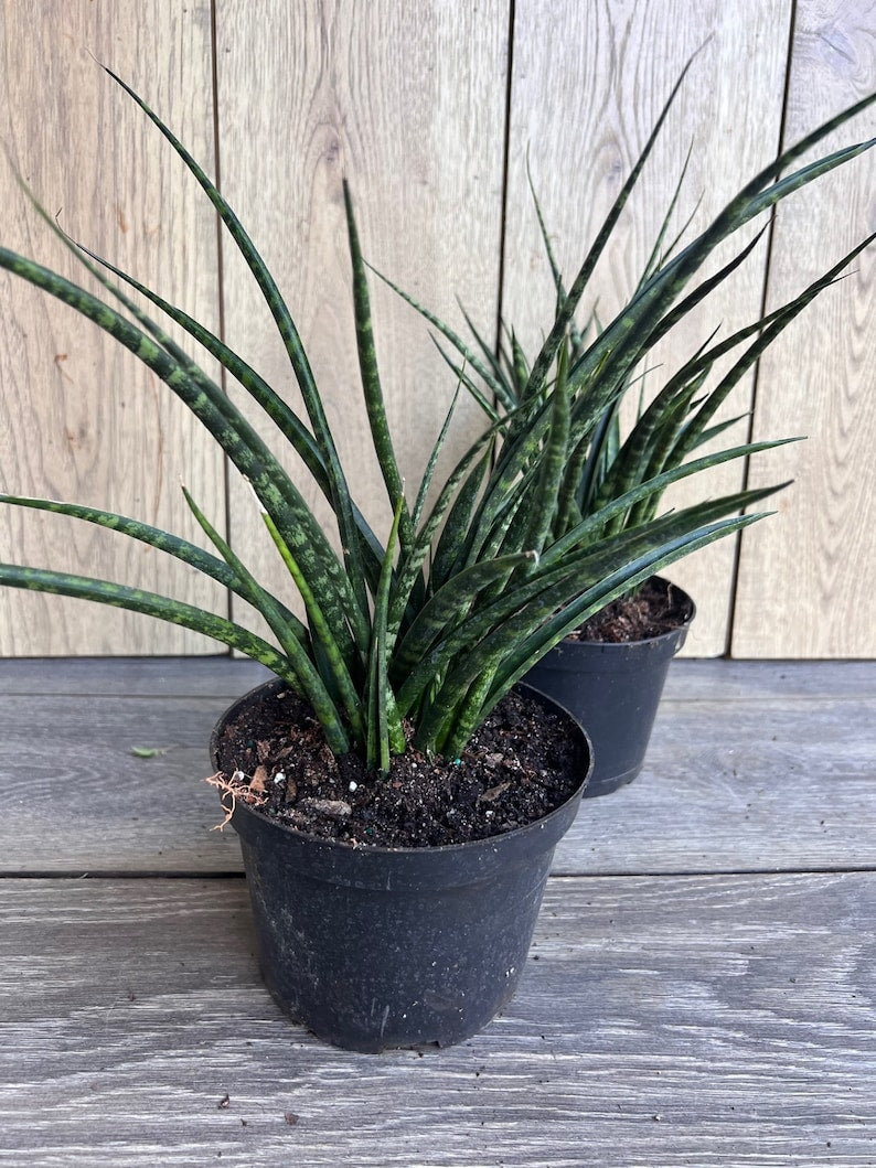 Sansevieria Fernwood Mikado 6" Pot - Live Air Purifying Snake Plant - Easy Care Indoor Houseplant - Sansevieria trifasciata