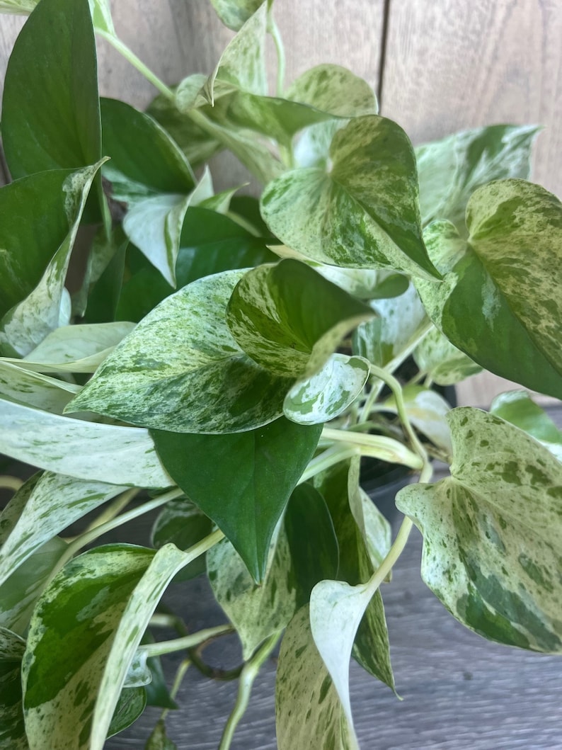 Marble Queen Pothos Plant 6" Pot - Variegated Green & White Foliage - Epipremnum aureum 'Marble Queen' - Low Light Indoor Plant