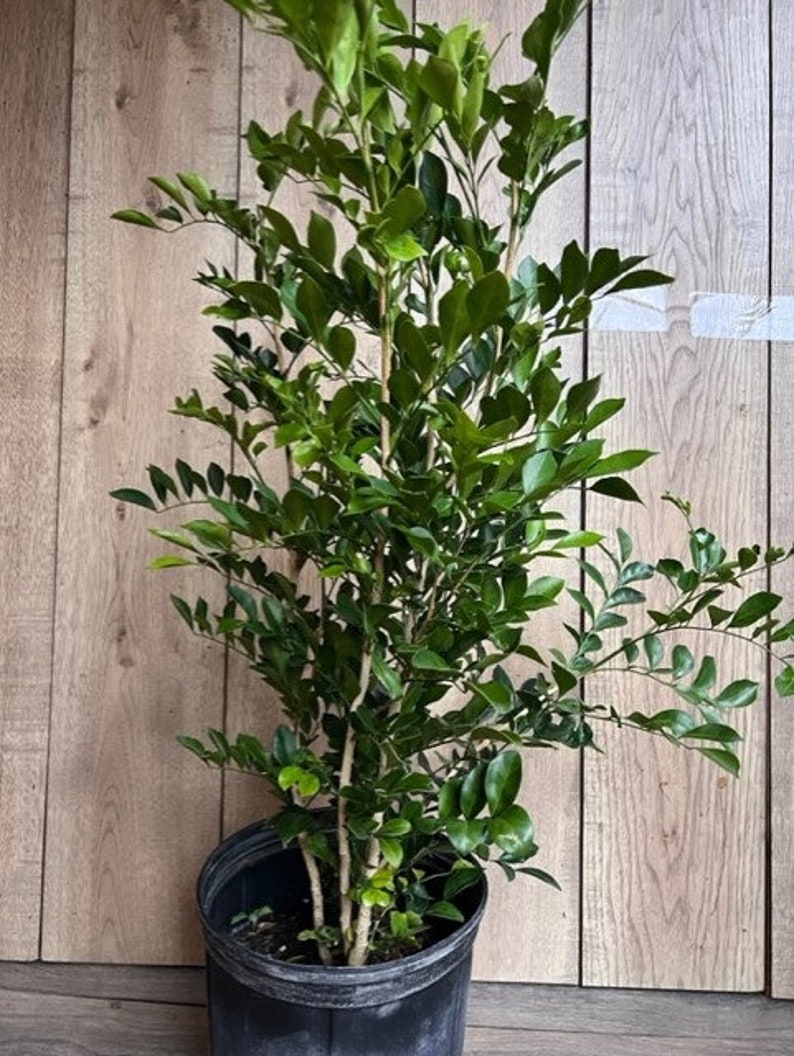 Large Orange Jasmine Plant 10" Pot Fragrant Murraya paniculata Tropical Evergreen for Home Garden