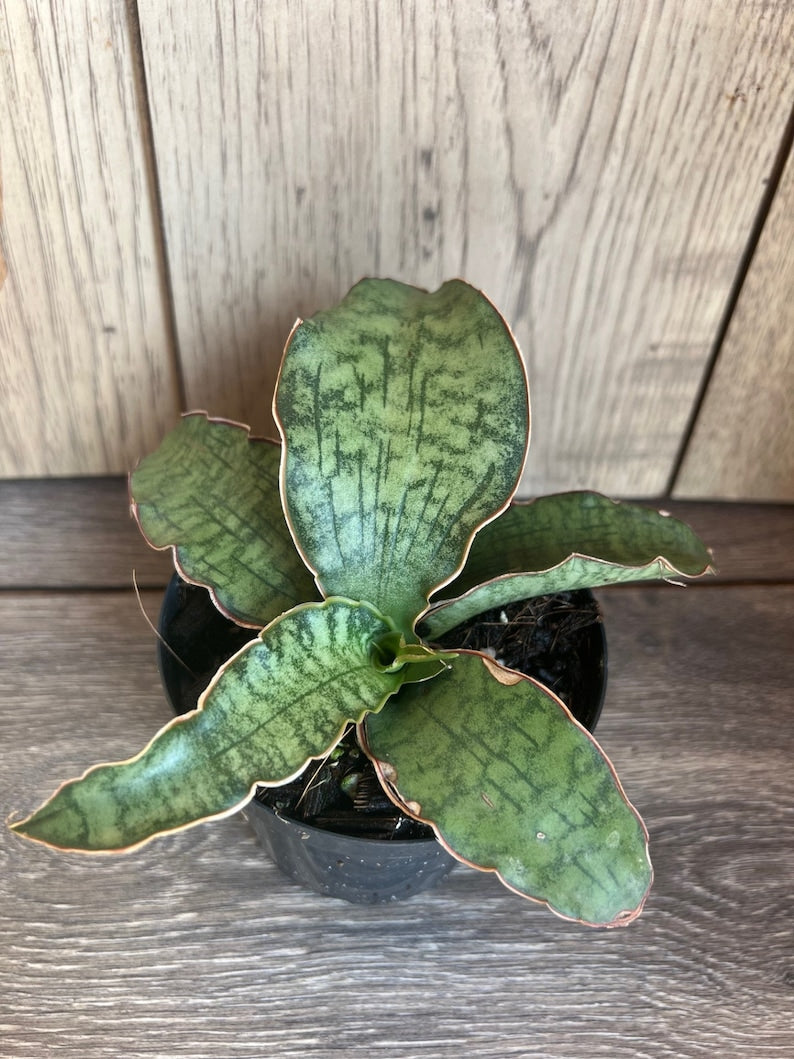 Sansevieria Cleopatra Plant 4'' Pot | Snake Plant with Lush Green Leaves | Sansevieria trifasciata Hybrid