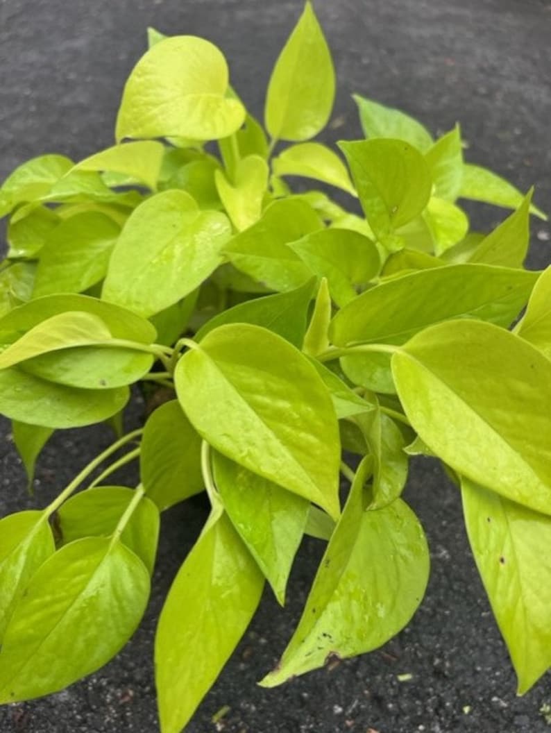 Neon Pothos Plant 6" Pot - Bright Green Foliage, Low Maintenance Indoor Houseplant - Epipremnum aureum