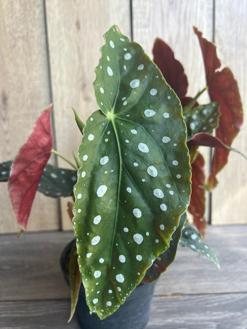 Polka Dot Begonia 6" Pot - Begonia Maculata, Spotted Indoor Houseplant, Rare Tropical Plant, Angel Wing Variety