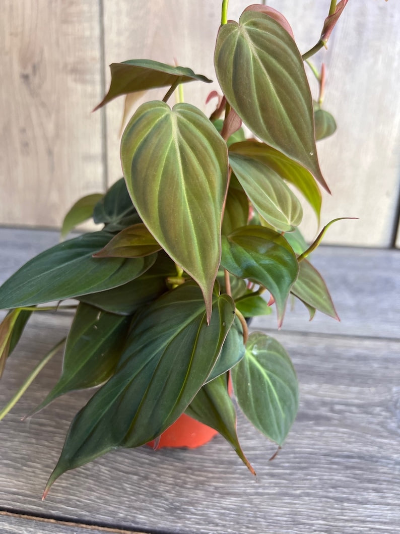 Philodendron Micans 4" Pot | Velvet Leaf Trailing Houseplant | Easy Care Indoor Plant | Philodendron hederaceum var. micans