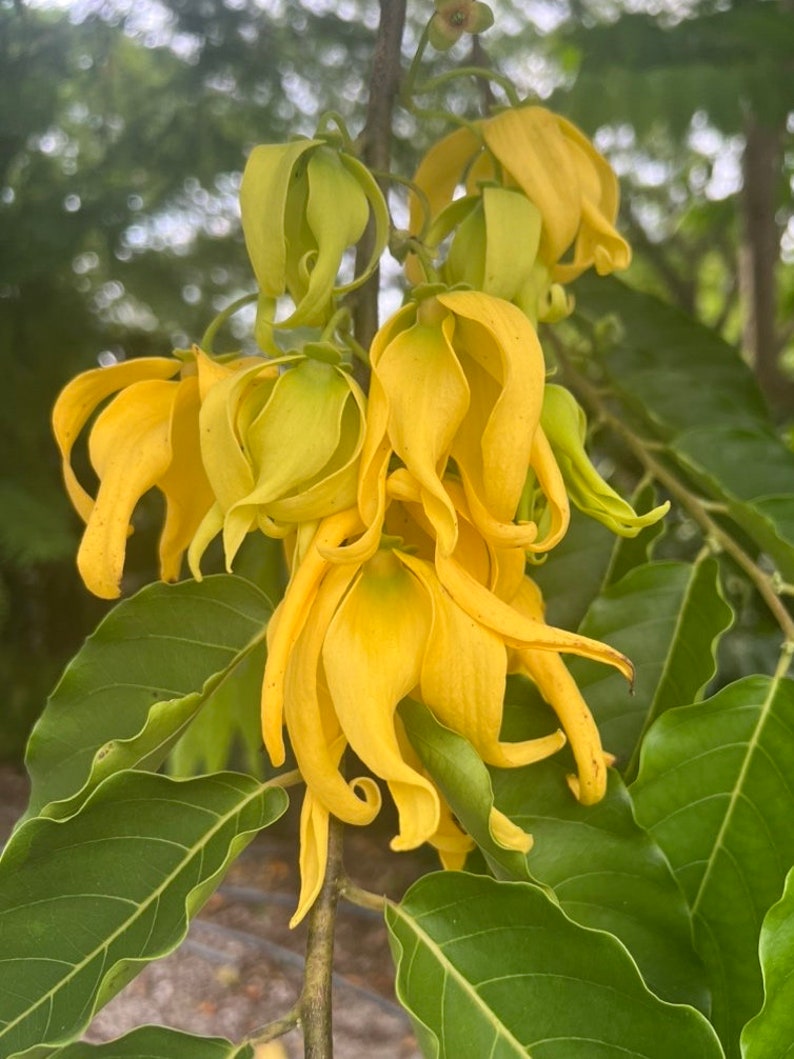 Ylang Ylang Tree 10" Pot, Fragrant Tropical Plant for Aromatherapy, Cananga odorata, Perfect for Landscaping