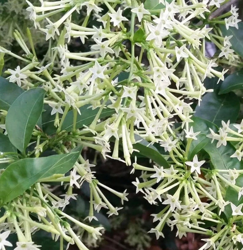Night Blooming Jasmine Plant 6" Pot, Cestrum nocturnum, Fragrant White-Yellow Flowers for Full Sunlight, Fast-Growing Shrub