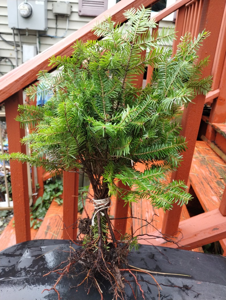 Balsam Fir Bare Root Seedlings (12) + White Pine (10) + Red Spruce (6) - Conifer Trees for Planting - Abies balsamea