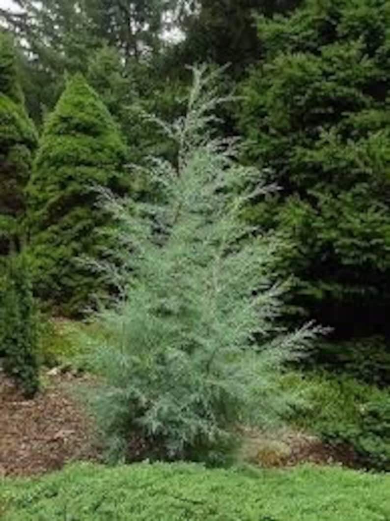 Carolina Sapphire Cypress Tree - Quart Pot - Fast-Growing Evergreen - Cupressus leylandii - USDA Zones 6-9 - Silvery-Blue Foliage