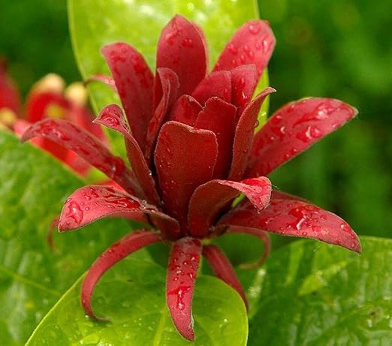 Carolina Allspice Plants 2 Pack 4" Containers Fragrant Maroon Flowers Calycanthus florida Zones 4-10