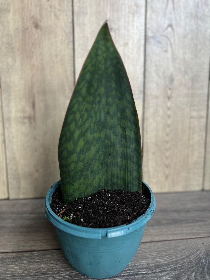 Whale Fin Snake Plant | 8" Pot | Sansevieria masoniana | Easy Care Indoor Air Purifying Houseplant