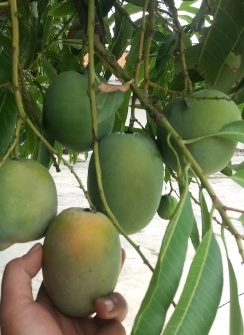 Sugar Loaf Mango Tree 3 Gallon Pot Grafted Tropical Variety Mangifera indica - Sweet Coconut Pineapple Flavor