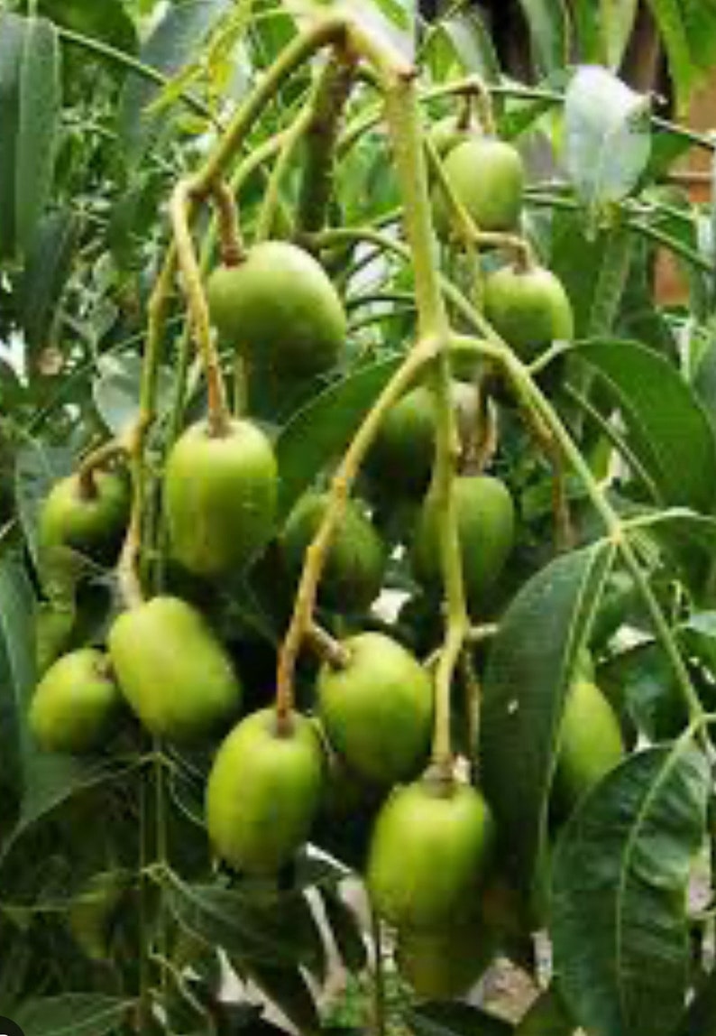 June Plum Dwarf Tree 10" Pot Ambarella Spondias tuberosa Self-Fertile Tropical Fruit for Home Garden Patio Container