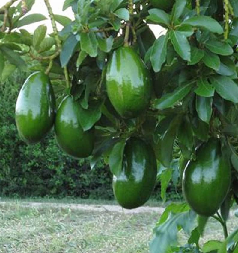 Grafted Avocado Tree 3 Gallon Choquette Variety Persea Americana Tropical Fruit Plant