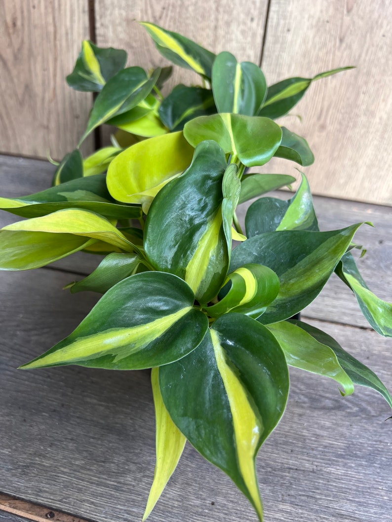 Philodendron Brasil 4” Pot | Variegated Heart Leaf Plant | Philodendron hederaceum | Low Maintenance Indoor Houseplant