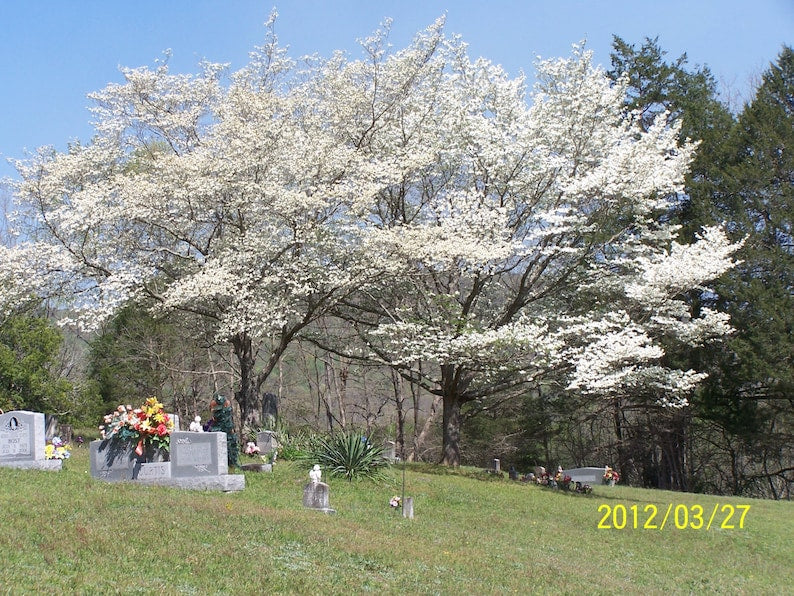 White Dogwood Trees 2 Pack 4" Container Cornus Florida Beautiful White Flowers Ideal for Zones 5-9